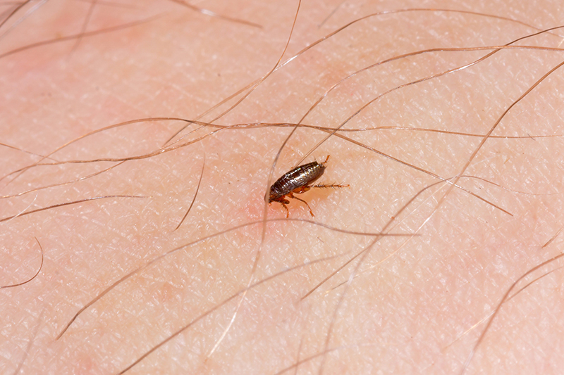 Flea Pest Control in Hastings East Sussex