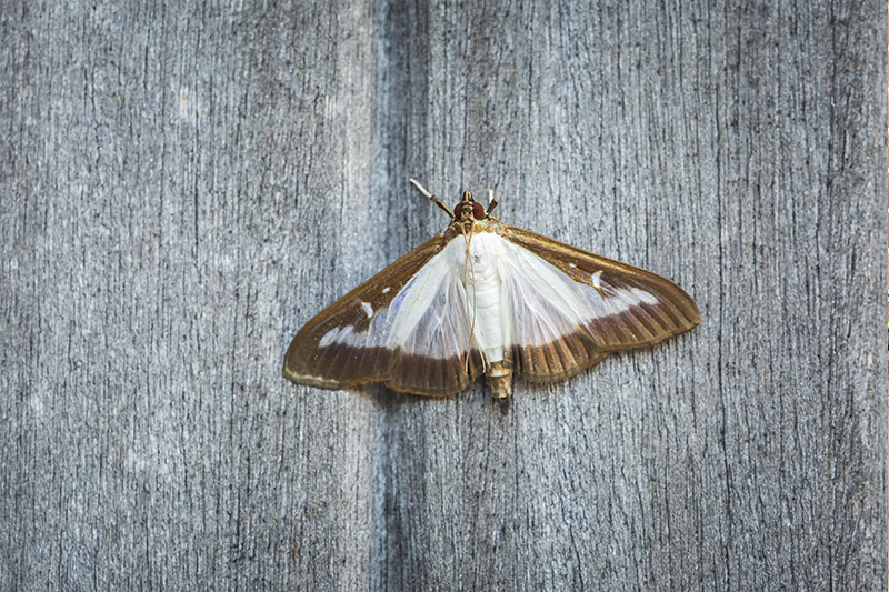 Moth Pest Control in Hastings East Sussex